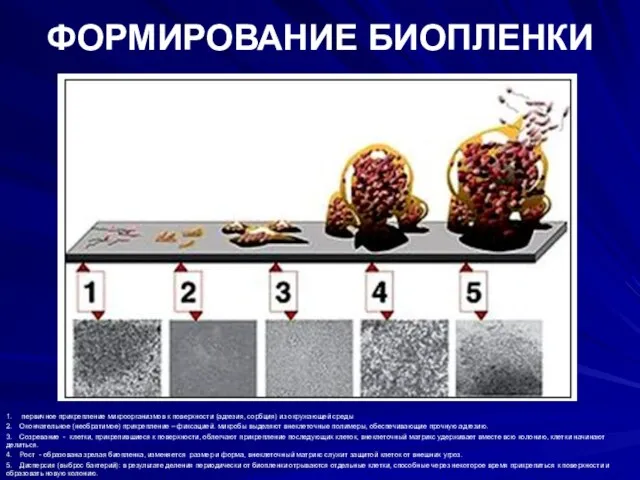 ФОРМИРОВАНИЕ БИОПЛЕНКИ 1. первичное прикрепление микроорганизмов к поверхности (адгезия, сорбция)