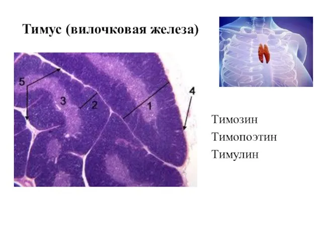 Тимус (вилочковая железа) Тимозин Тимопоэтин Тимулин