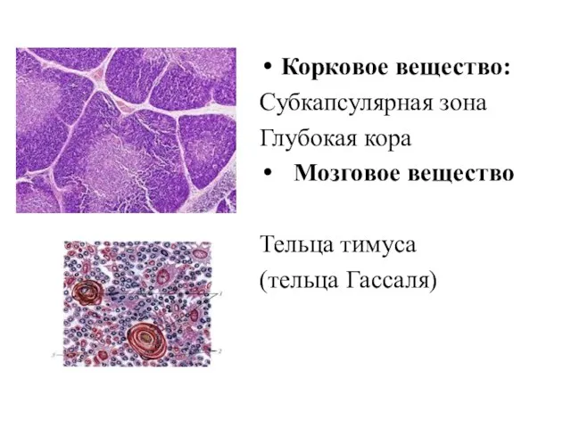 Корковое вещество: Субкапсулярная зона Глубокая кора Мозговое вещество Тельца тимуса (тельца Гассаля)