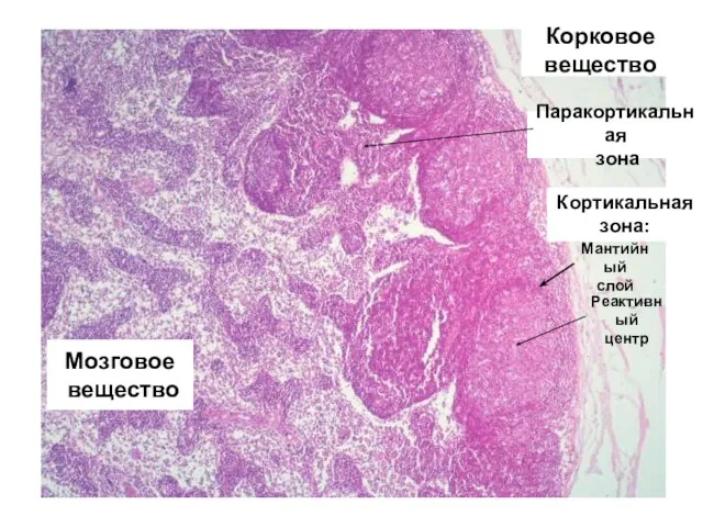 Корковое вещество Мозговое вещество Мантийный слой Реактивный центр Паракортикальная зона Кортикальная зона: