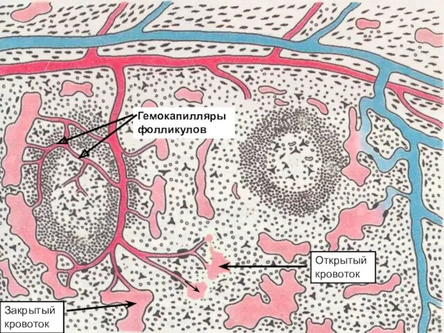 Закрытый кровоток Открытый кровоток Гемокапилляры фолликулов
