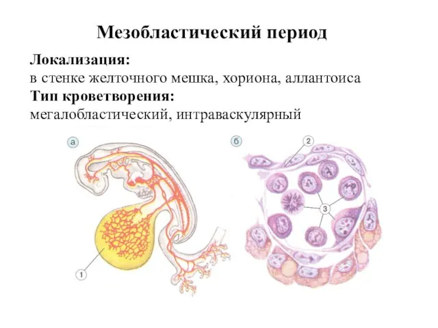 Мезобластический период Локализация: в стенке желточного мешка, хориона, аллантоиса Тип кроветворения: мегалобластический, интраваскулярный