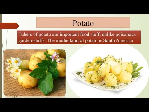 Potato Tubers of potato are important food stuff, unlike poisonous