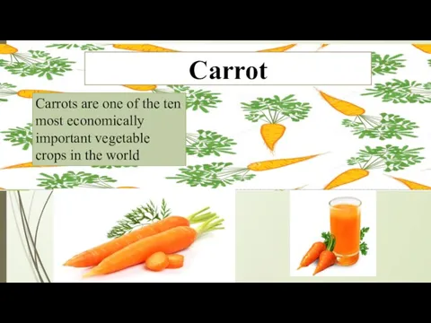 Carrot Carrots are one of the ten most economically important vegetable crops in the world