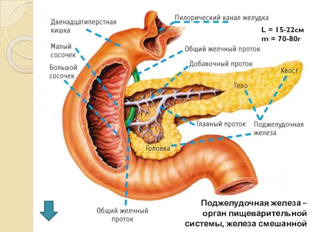 Поджелудочная железа – орган пищеварительной системы, железа смешанной секреции. L = 15-22см m = 70-80г