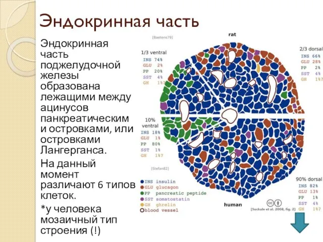 Эндокринная часть Эндокринная часть поджелудочной железы образована лежащими между ацинусов