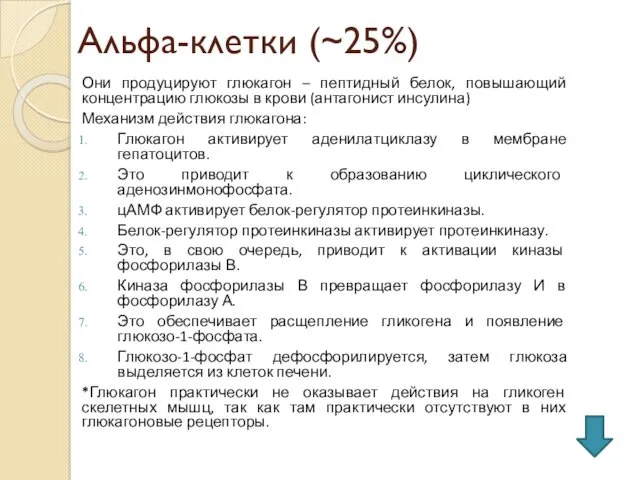 Альфа-клетки (~25%) Они продуцируют глюкагон – пептидный белок, повышающий концентрацию