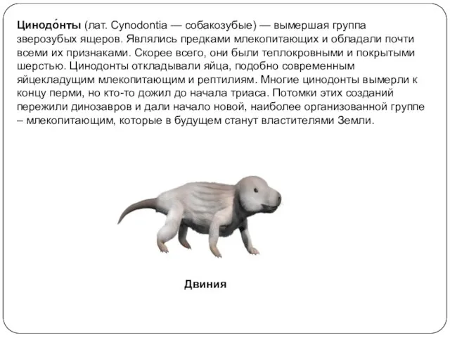 Цинодо́нты (лат. Cynodontia — собакозубые) — вымершая группа зверозубых ящеров.