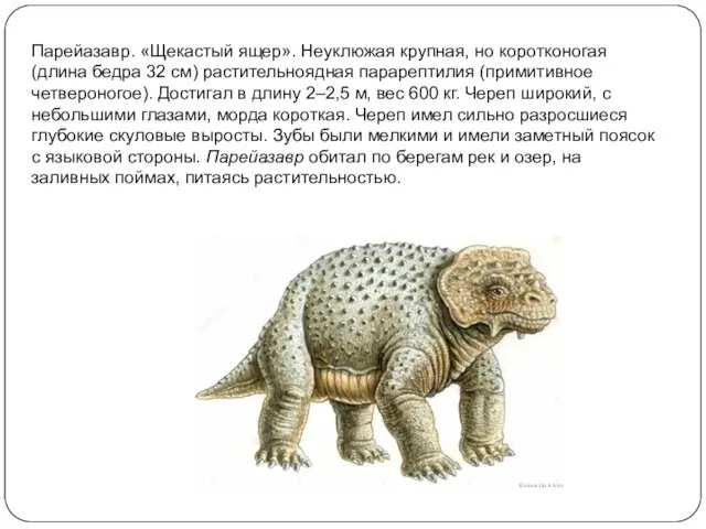 Парейазавр. «Щекастый ящер». Неуклюжая крупная, но коротконогая (длина бедра 32