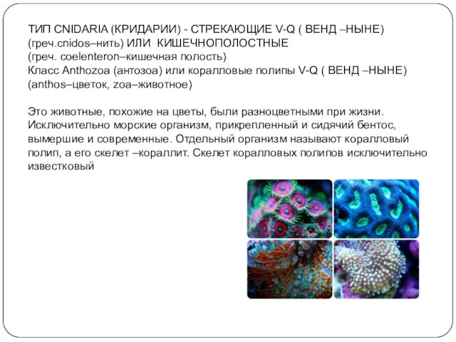 ТИП CNIDARIA (КРИДАРИИ) - СТРЕКАЮЩИЕ V-Q ( ВЕНД –НЫНЕ) (греч.сnidos–нить)