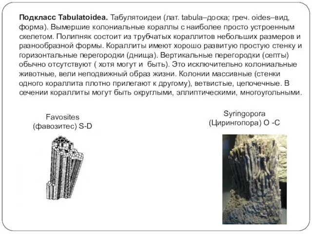 Подкласс Tabulatoidea. Табулятоидеи (лат. tabula–доска; греч. oides–вид, форма). Вымершие колониальные