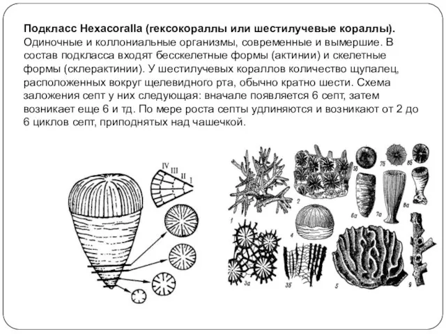 Подкласс Hexacoralla (гексокораллы или шестилучевые кораллы). Одиночные и коллониальные организмы,