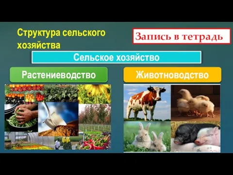 Запись в тетрадь Структура сельского хозяйства Сельское хозяйство Растениеводство Животноводство