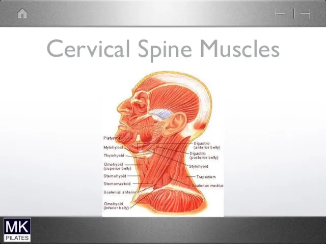 Cervical Spine Muscles