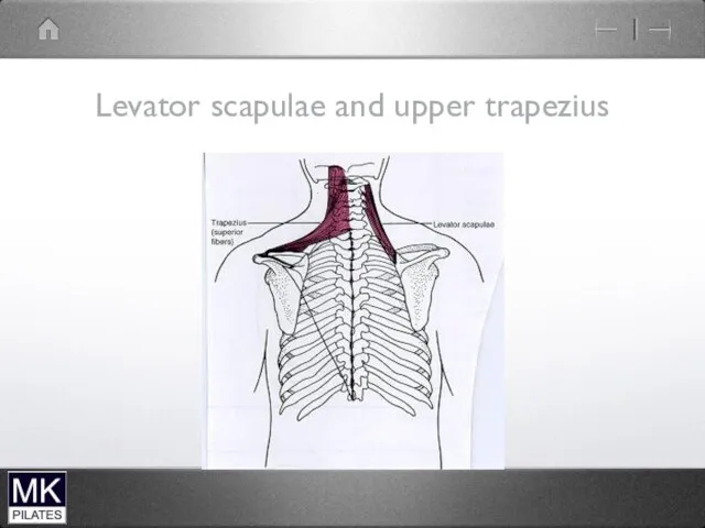 Levator scapulae and upper trapezius