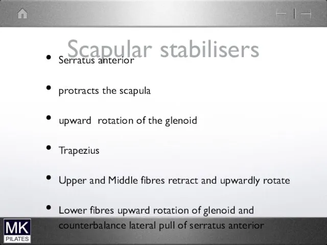 Scapular stabilisers Serratus anterior protracts the scapula upward rotation of