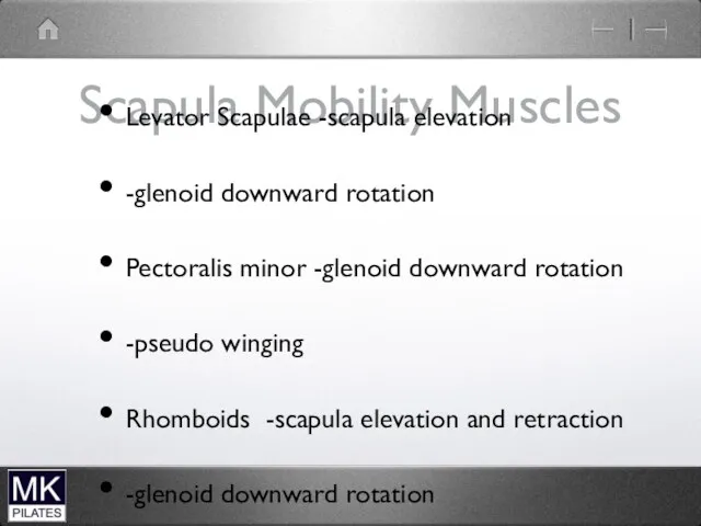 Scapula Mobility Muscles Levator Scapulae -scapula elevation -glenoid downward rotation