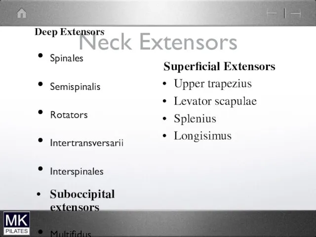 Neck Extensors Deep Extensors Spinales Semispinalis Rotators Intertransversarii Interspinales Suboccipital