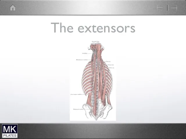 The extensors