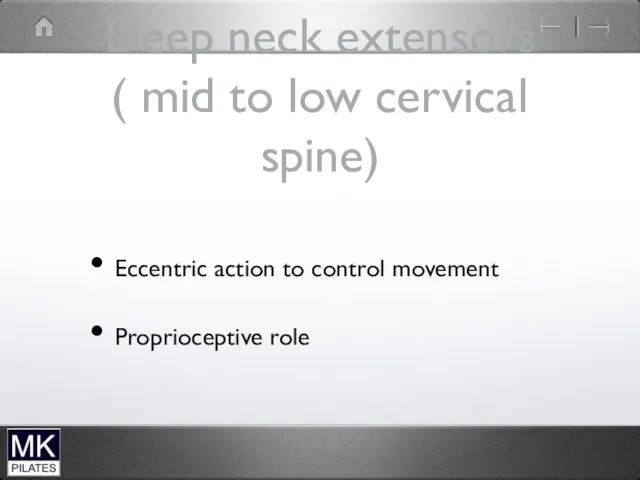 Deep neck extensors ( mid to low cervical spine) Eccentric action to control movement Proprioceptive role