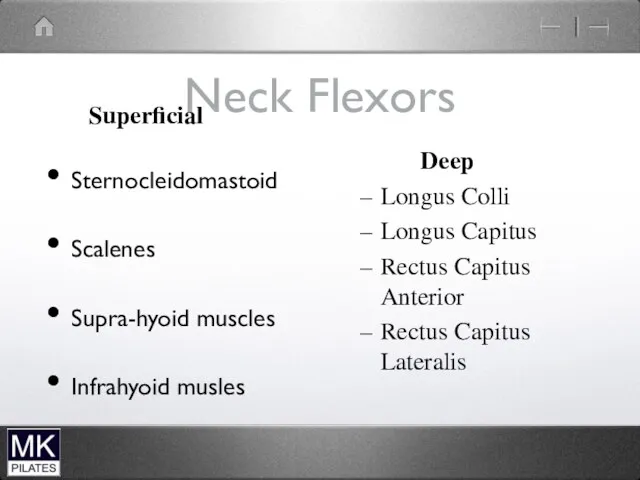 Neck Flexors Superficial Sternocleidomastoid Scalenes Supra-hyoid muscles Infrahyoid musles Deep