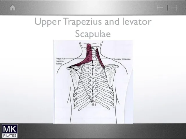 Upper Trapezius and levator Scapulae