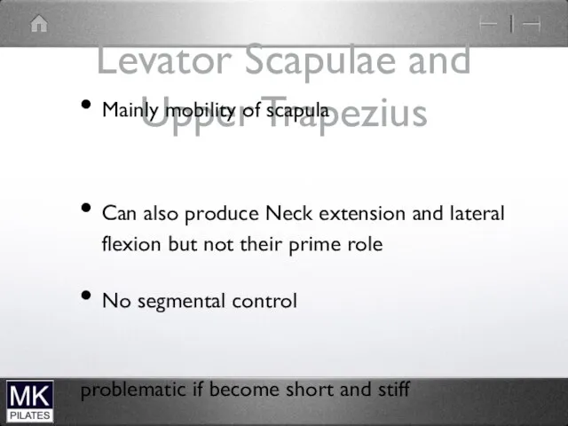 Levator Scapulae and Upper Trapezius Mainly mobility of scapula Can