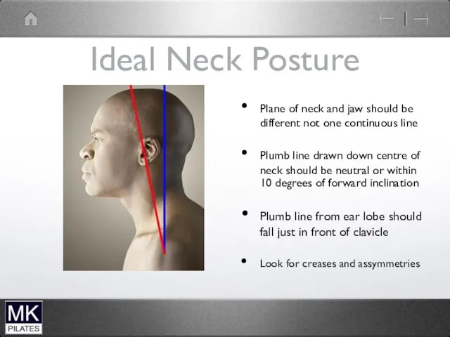 Ideal Neck Posture Plane of neck and jaw should be