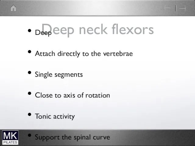 Deep neck flexors Deep Attach directly to the vertebrae Single