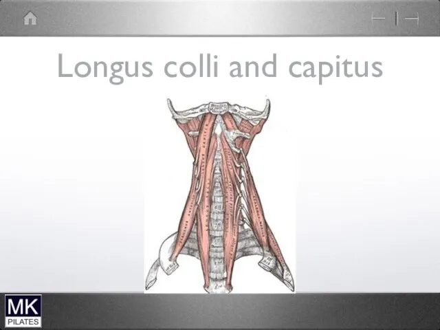 Longus colli and capitus