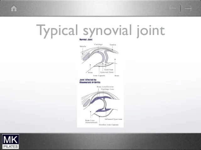 Typical synovial joint