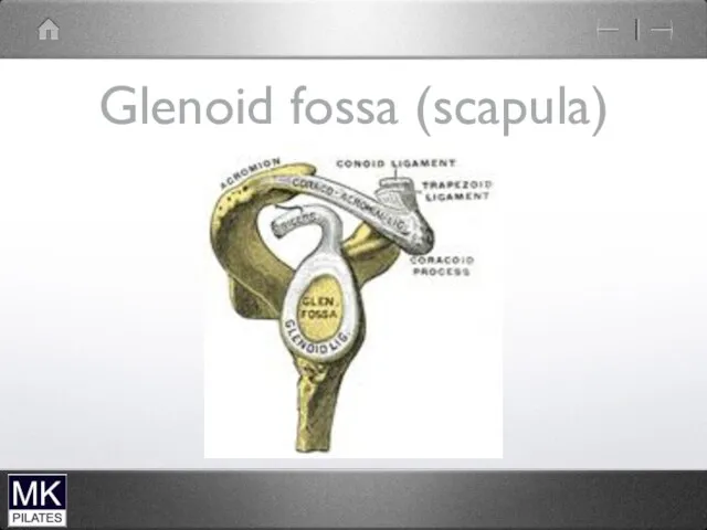 Glenoid fossa (scapula)