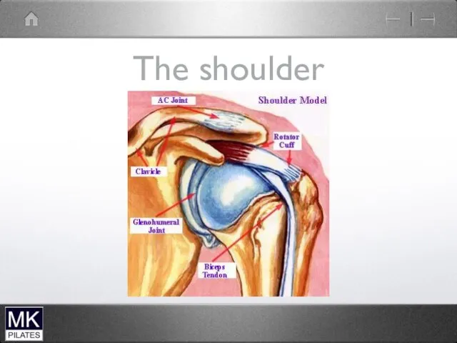 The shoulder