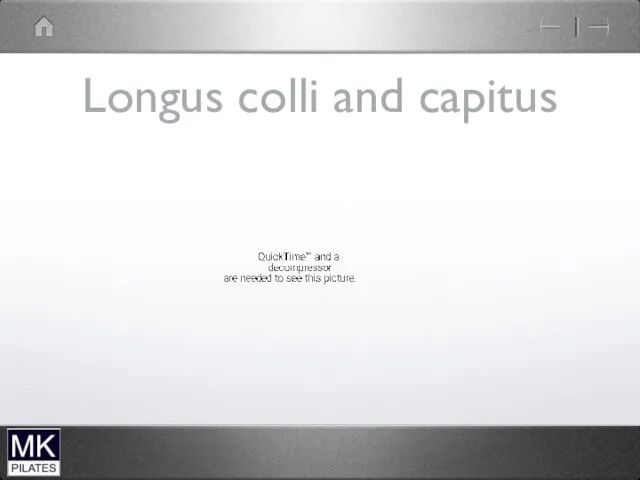 Longus colli and capitus