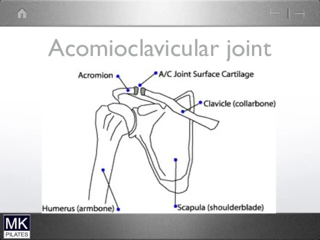 Acomioclavicular joint