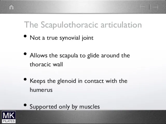 The Scapulothoracic articulation Not a true synovial joint Allows the