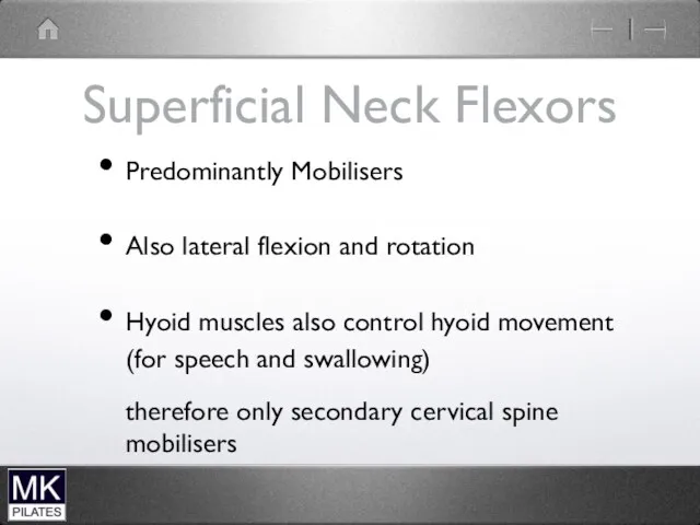 Superficial Neck Flexors Predominantly Mobilisers Also lateral flexion and rotation