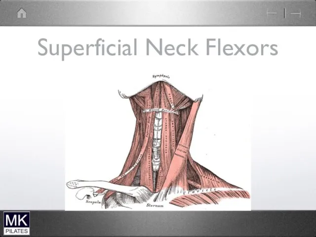 Superficial Neck Flexors