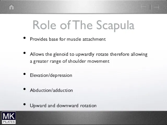 Role of The Scapula Provides base for muscle attachment Allows
