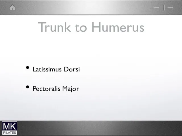 Trunk to Humerus Latissimus Dorsi Pectoralis Major