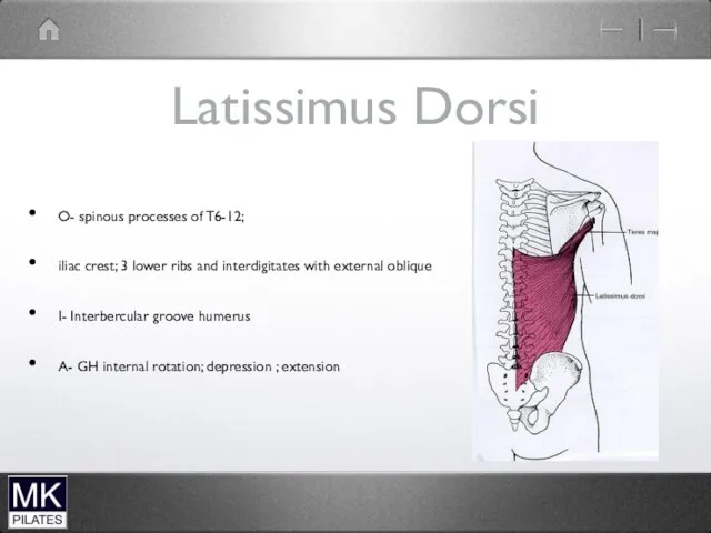 Latissimus Dorsi O- spinous processes of T6-12; iliac crest; 3