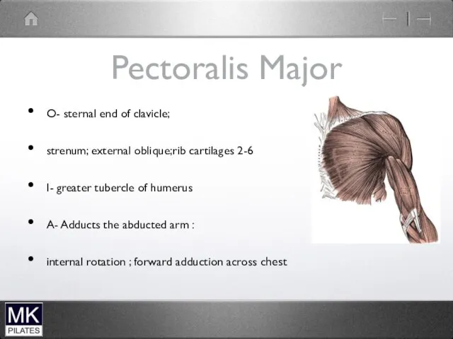 Pectoralis Major O- sternal end of clavicle; strenum; external oblique;rib