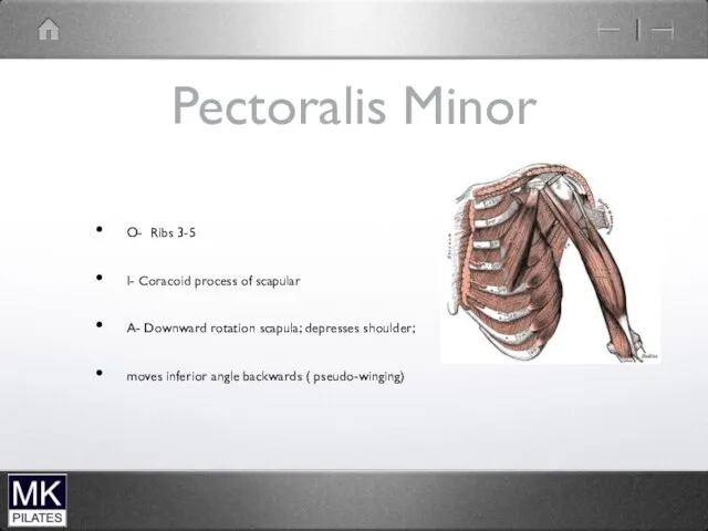 Pectoralis Minor O- Ribs 3-5 I- Coracoid process of scapular