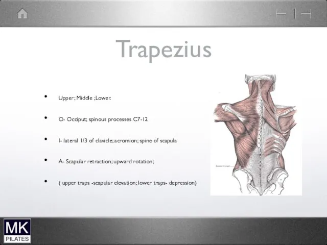 Trapezius Upper; Middle ;Lower. O- Occiput; spinous processes C7-12 I-