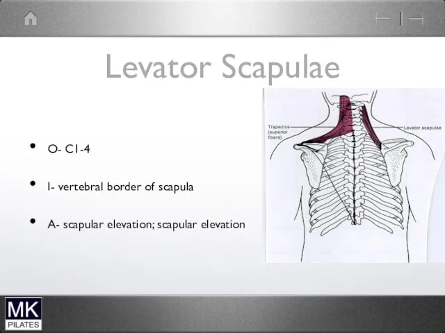 Levator Scapulae O- C1-4 I- vertebral border of scapula A- scapular elevation; scapular elevation