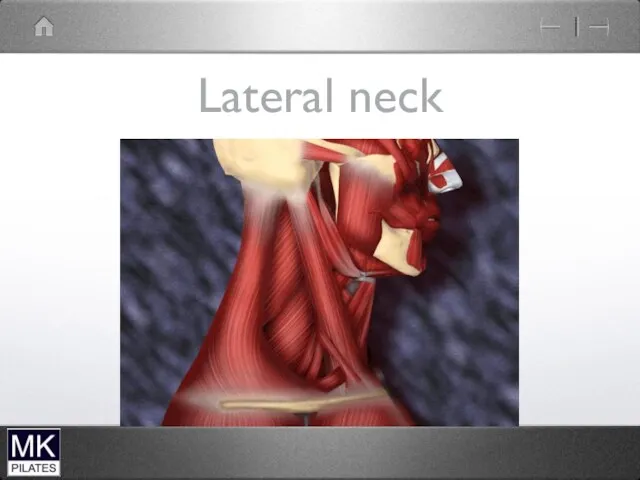 Lateral neck