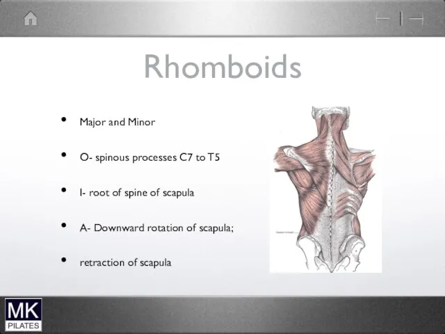 Rhomboids Major and Minor O- spinous processes C7 to T5
