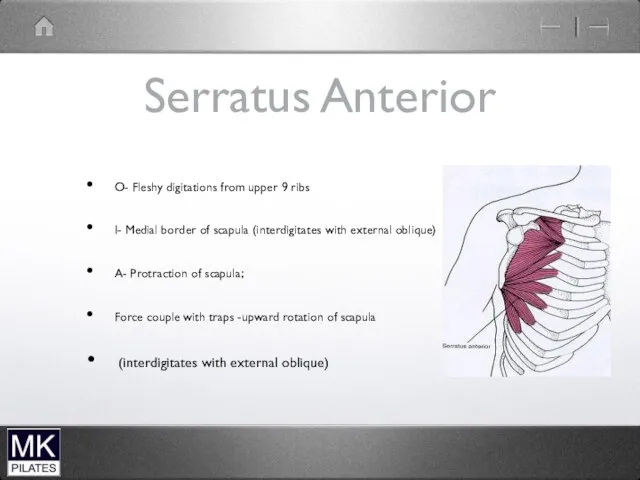 Serratus Anterior O- Fleshy digitations from upper 9 ribs I-