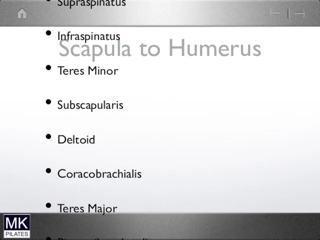 Scapula to Humerus Supraspinatus Infraspinatus Teres Minor Subscapularis Deltoid Coracobrachialis