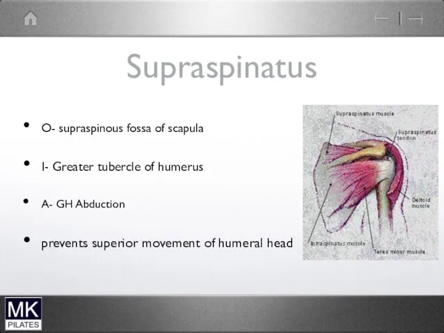 Supraspinatus O- supraspinous fossa of scapula I- Greater tubercle of